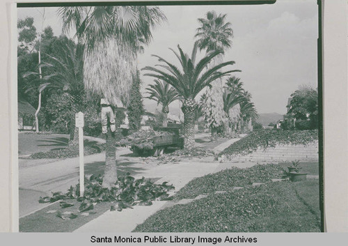 Trimming palm trees on Swarthmore Avenue in Pacific Palisades, Calif