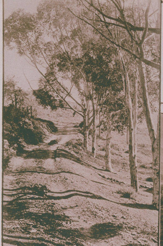 Eucalytus trees along a road Santa Monica Canyon appearing in an article for "Pictorial California Magazine."