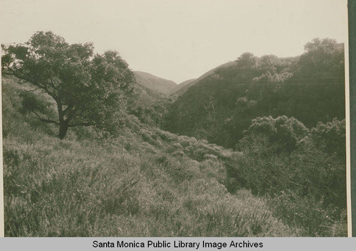 Oak tree in Temescal Canyon, Calif