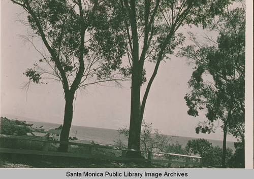 Eucalyptus trees in Hungtinton Palisades, Calif