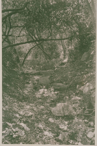 Riparian scene in Temescal Canyon, Calif