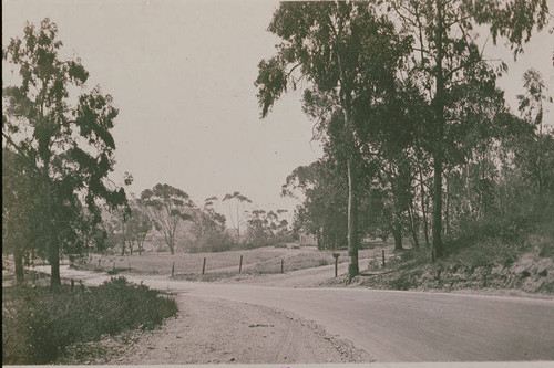 Eucalyptus trees in Huntington Palisades, Calif