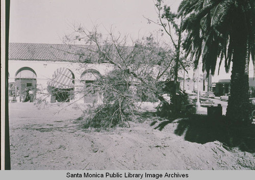 Clearing of trees to build the Pacific Palisades Medical Dental Center in Pacific Palisades, Calif