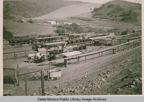 Mules kept at the grading camps of the Pacific Palisades