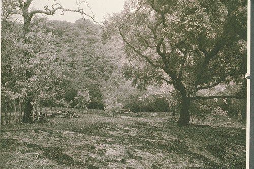 Oak trees in Temescal Canyon, Calif