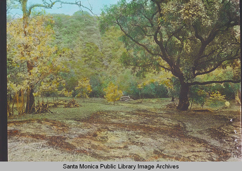 Trees in Temescal Canyon, Calif