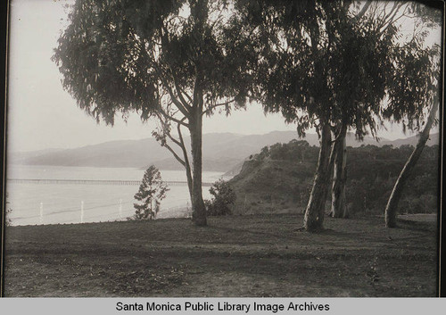 Eucalyptus trees in Santa Monica Canyon looking toward the Long Wharf