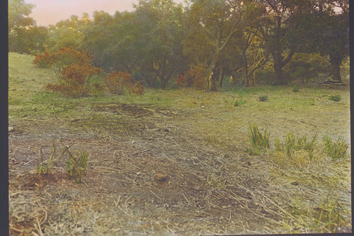 Open field in Temescal Canyon, Calif