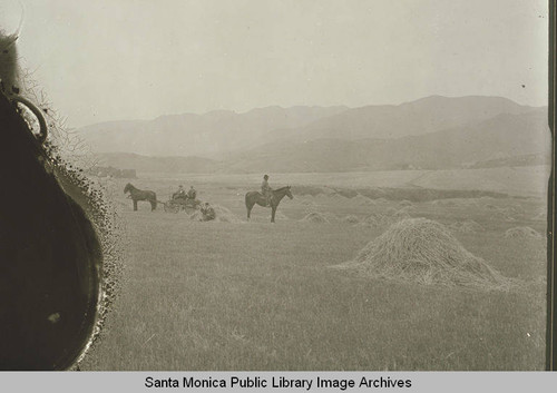 Horseback rider with horse and carriage in a field of haystacks, Pacific Palisades, Calif