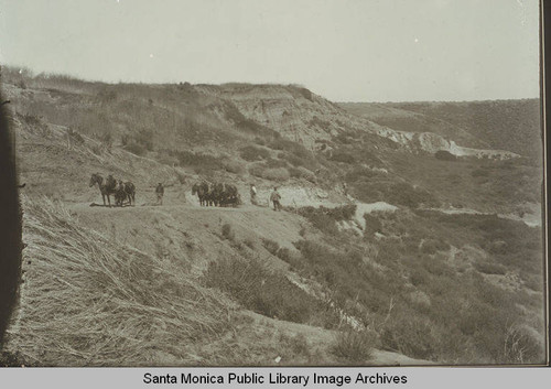 Mules in Las Pulgas Canyon, Calif.?