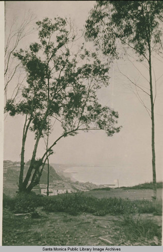 Eucalyptus trees in Santa Monica Canyon, Calif