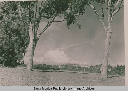 Eucalytus trees in Huntington Palisades looking north to Rustic Canyon, Calif