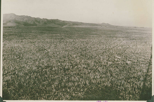 Plowed field in Temescal Canyon, Calif