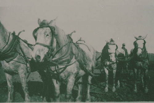 Marquez Family working horse teams in Santa Monica Canyon