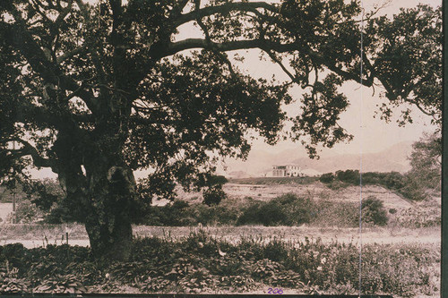 Founders Oak Island in Pacific Palisades with Harmony Hall in the background