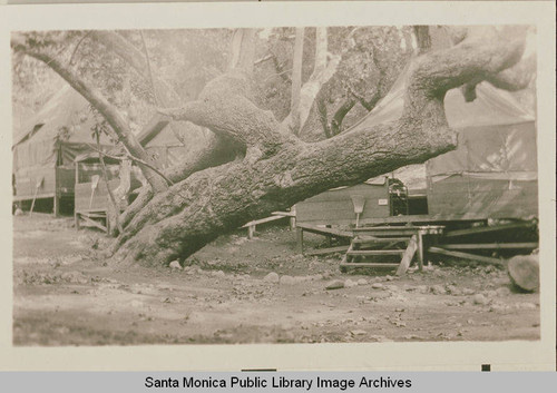 Tents behind a huge sycamore at the Institute Camp in Temescal Canyon, Calif