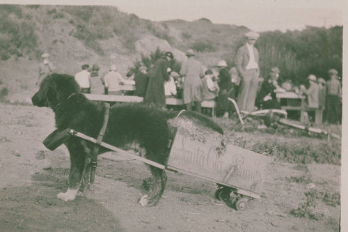 Dog is harnessed to a cart titled "Santa Clara Prunes" for the Pioneer Days Parade in Temescal Canyon, Calif