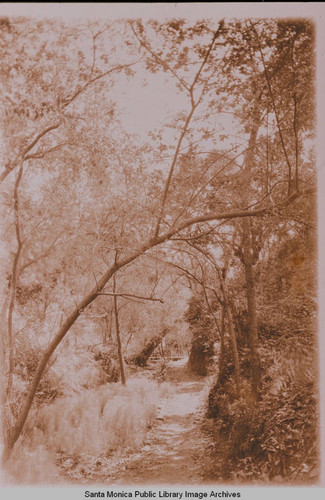 Trail sheltered by sycamores and other native trees, Temescal Canyon, Calif