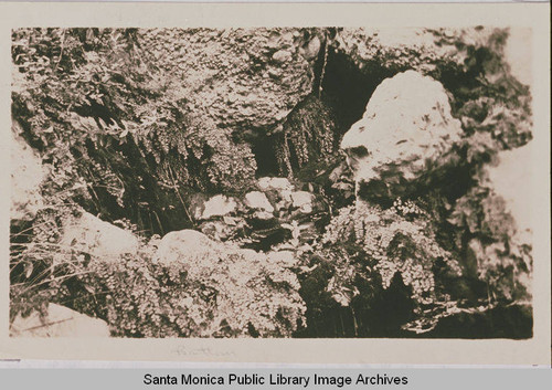 A scenery of Chico conglomerate, ferns, and waterfall in Temescal Canyon, Pacific Palisades, Calif