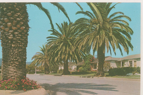 Palm trees line a Pacific Palisades street