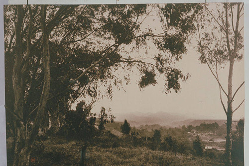 Upper Santa Monica Canyon, looking north toward Rustic Canyon, Calif