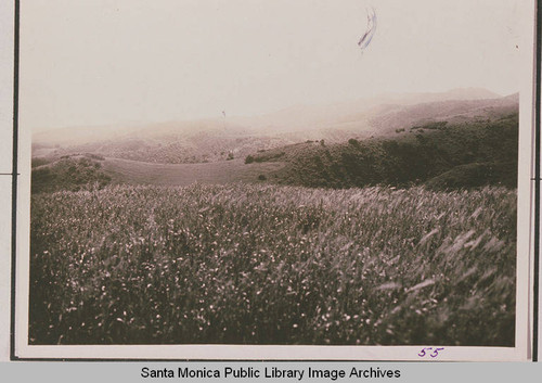 Upper Temescal Canyon, Pacific Palisades, Calif. showing tall grass growing in foreground and the canyon thick with chaparral