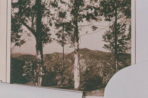 Eucalyptus Trees in the Santa Monica Mountains appearing in an article for "Pictorial California Magazine."