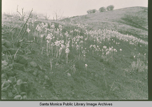 Lilies blooming on Peace Hill, site of the Easter Sunrise Services, Pacific Palisades, Calif