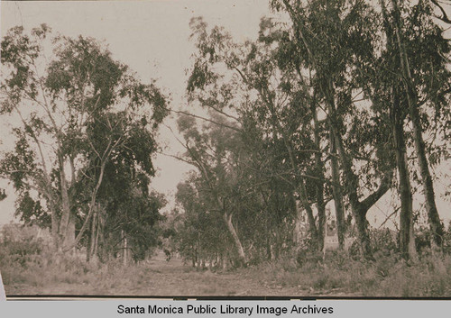 Eucalyptus trees in Huntington Palisades, Calif