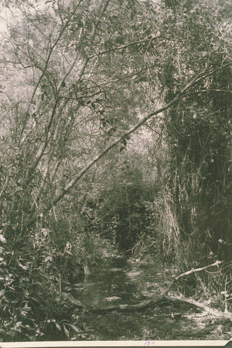 Riparian scene in Temescal Canyon, Calif