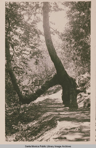 A sycamore tree on a trail at Institute Camp, Temescal Canyon, Pacific Palisades, Calif