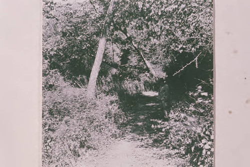 Trees and path in Rustic Canyon, Calif