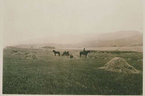 Horseback rider with horse and carriage in a field of haystacks, Pacific Palisades, Calif