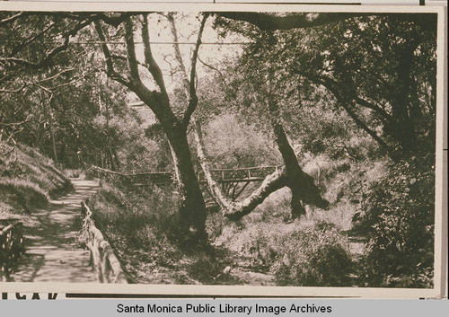 Amphitheater Trail at the Institute Camp surrounded by trees of sycamore, oak and eucalyptus, Temescal Canyon, Calif