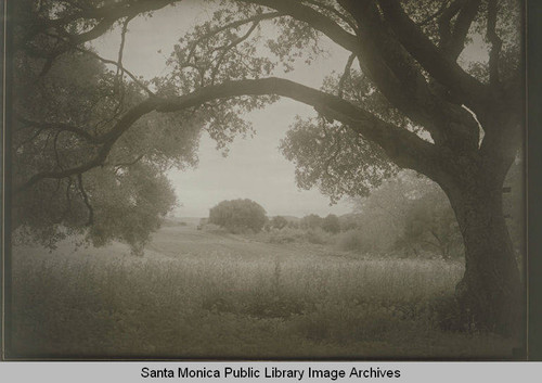 Oak tree and fields in Temescal Canyon, Calif