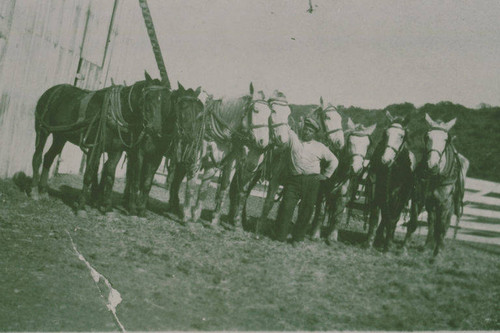 Team of work horses on the Marquez Family Ranch in Santa Monica Canyon