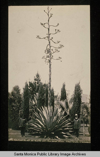 Grounds at the Soldiers' Home in Sawtelle (Los Angeles County, Calif.)