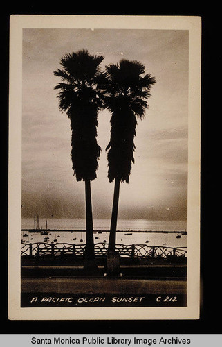 Santa Monica Yacht Harbor and palm trees at sunset