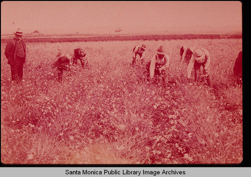 E.J. Vawter's carnation fields, Santa Monica, Calif