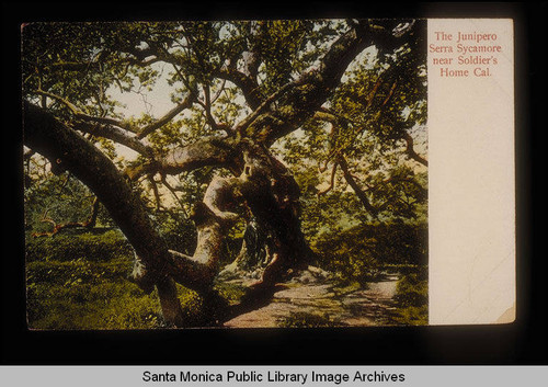 Junipero Serra sycamore near the Soldier's Home, Sawtelle, Calif