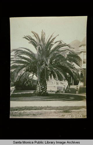 Palm tree and Mrs. Gill's home, 503 Fourth Street, Santa Monica, Calif