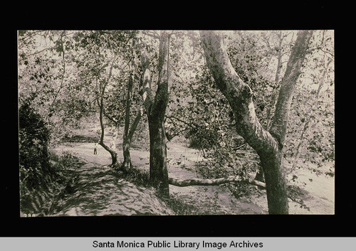 Sycamores in Santa Monica Canyon