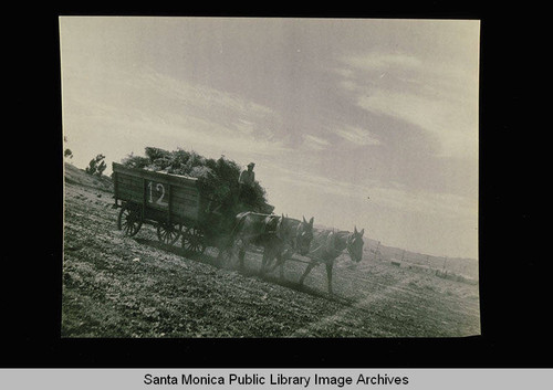 Mules and wagon in the field, Whitaker Ranch, Centinela Avenue, Los Angeles, Calif