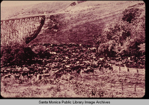 Rindge Ranch at Ramera Canyon, seventeen miles north of Santa Monica, with a narrow-gauge railroad trestle
