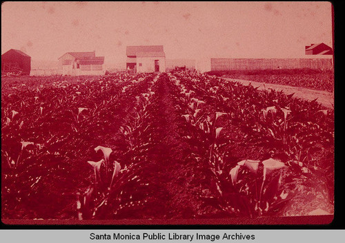 E.J. Vawter's Calla Lily fields, Santa Monica, Calif