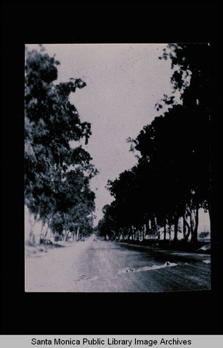 Tree-lined Wilshire Blvd., Santa Monica, Calif