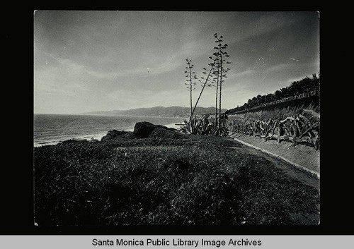 Century Plant, Santa Monica Bay and Palisades Park