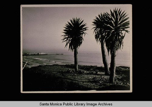 Palms in Palisades Park with a view of the Santa Monica Pier