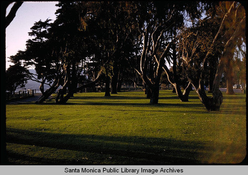 Trees in Palisades Park, Santa Monica, Calif