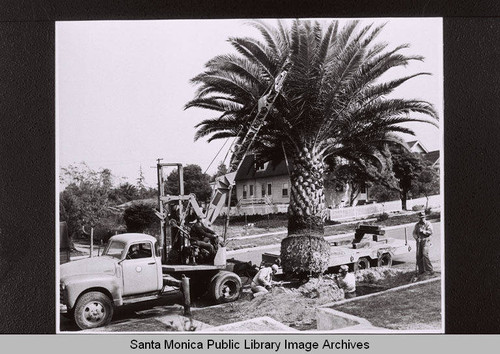 Santa Monica City crew moving a Phoenix Canarensis palm in February, 1951